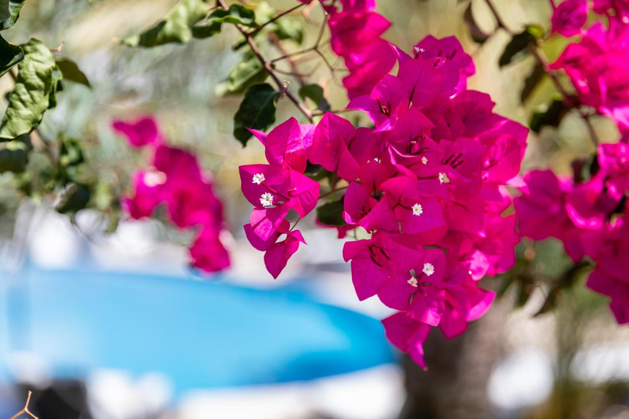 Vila Balaia - Luxury Boutique Villas Αλμπουφέιρα Εξωτερικό φωτογραφία